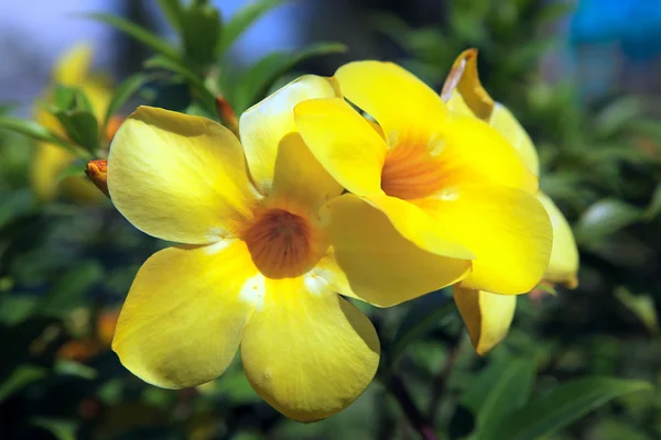 Allamanda, hermosa flor amarilla — Foto de Stock