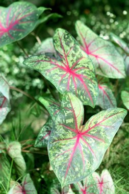 Caladium
