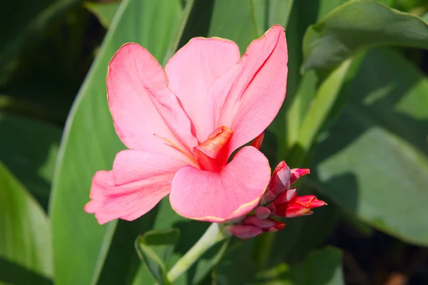 Canna flower — Stock Photo, Image