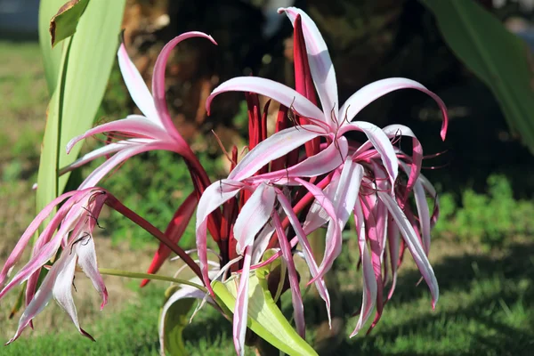 Pók liliom, vagy Crinum virág — Stock Fotó