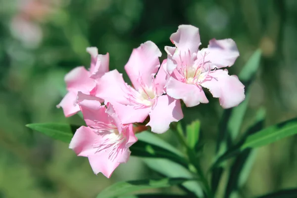 Nerium oleander flowers — Stock Photo, Image