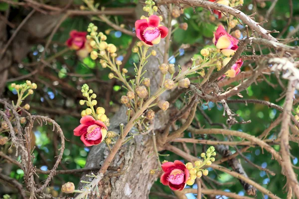 Cannon ball tree. Couroupita guianensis. — Stock Photo, Image