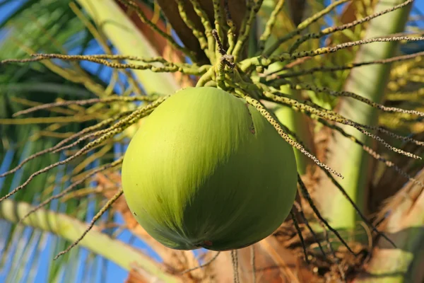 Cogumelos — Fotografia de Stock