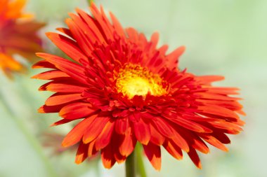 Gerbera