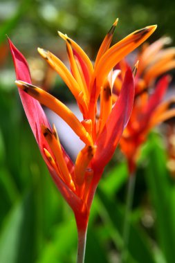 tropikal çiçek heliconia