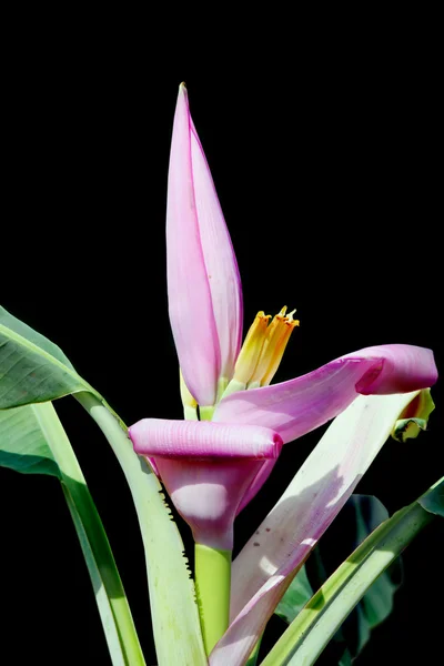 Banana in fiore — Foto Stock