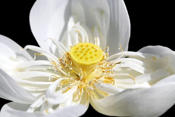 Lotus. Közelről — Stock Fotó