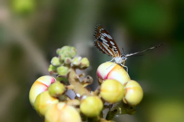 Blue glassy tiger butterfly — Stock Photo, Image