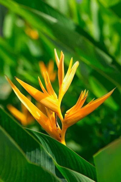 Tropische bloem heliconia — Stockfoto