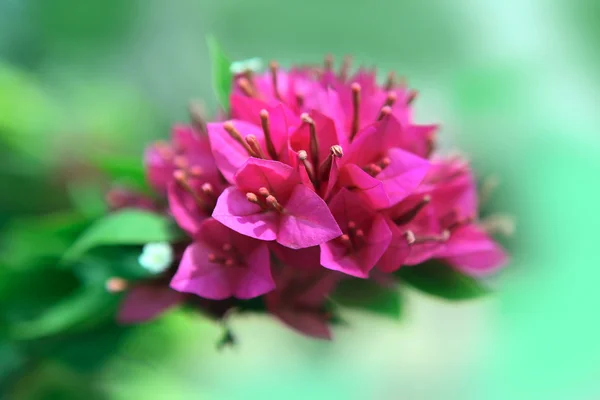 Bouganvillea viola da vicino — Foto Stock
