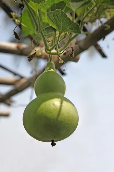 Calabaza verde - Lagenaria siceraria —  Fotos de Stock
