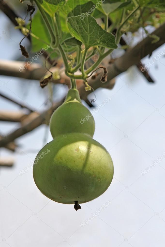 Green gourd - Lagenaria siceraria