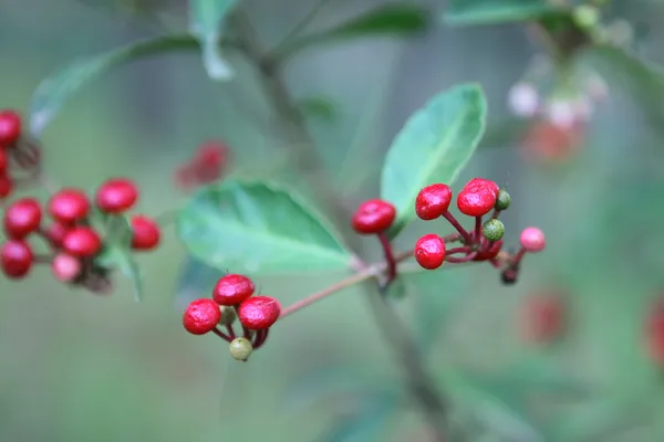 Bagas de ginseng . — Fotografia de Stock