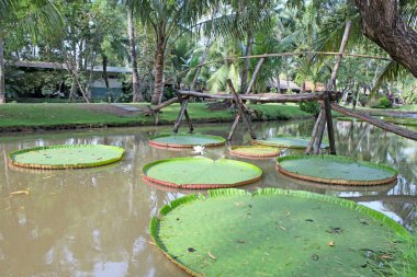 tropikal Bahçe gölet dev Amazon nilüfer