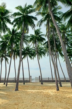 tropikal bir plajda Palm grove
