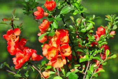 Japon çiçekli Ayva