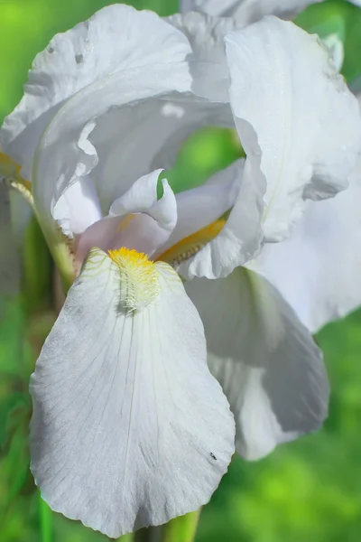 Flower of bearded iris closeup — Stock Photo, Image