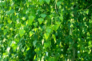 yeşil yapraklar arkaplan