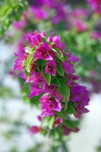 紫色的叶子花 — 图库照片