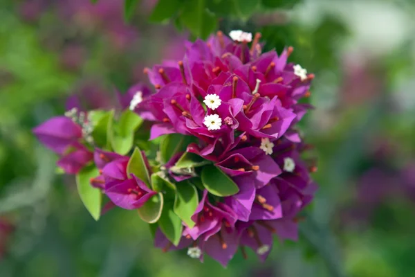 Bougainvilliers violets — Photo