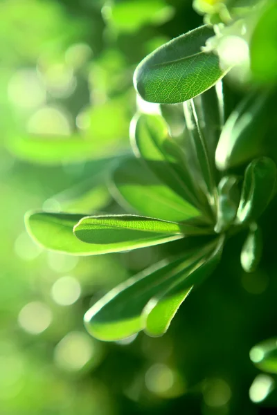 Leaves on spring background — Stock Photo, Image