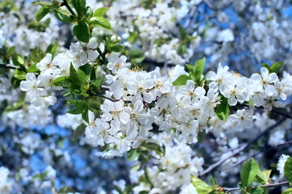 Beyaz çiçekler açan ağaç — Stok fotoğraf