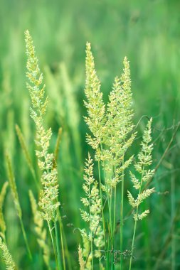 Yeşil koni ve üzerine yaz çayır çimen.