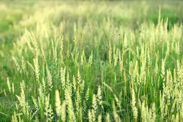 Green cones and grass on a summer meadow. — Stock Photo, Image