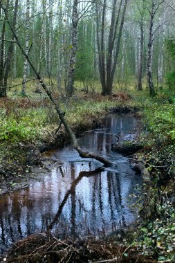 Orman puslu creek