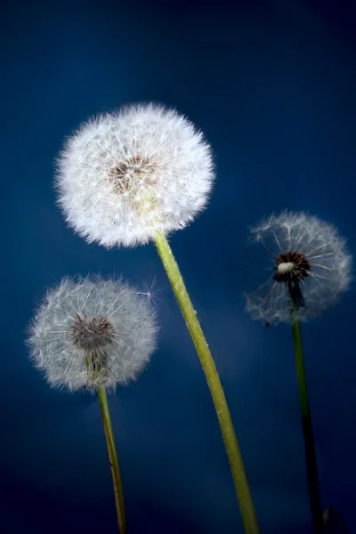 Paardebloem bloemen — Stockfoto