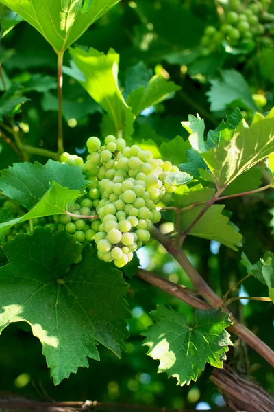 Ramo de maturação das uvas — Fotografia de Stock