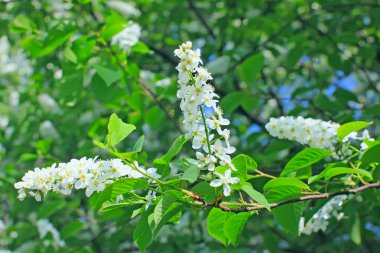 kuş kiraz ağaç bahar bahçe, çiçek
