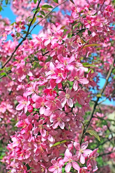 Bloeiende Oosterse cherry — Stockfoto