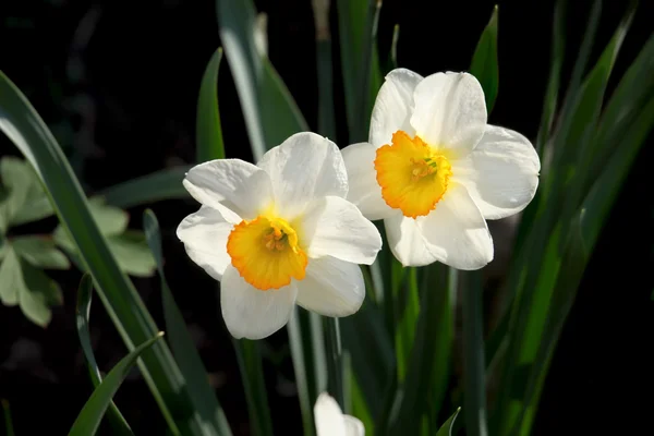 White narcissus flowers — Stock Photo, Image
