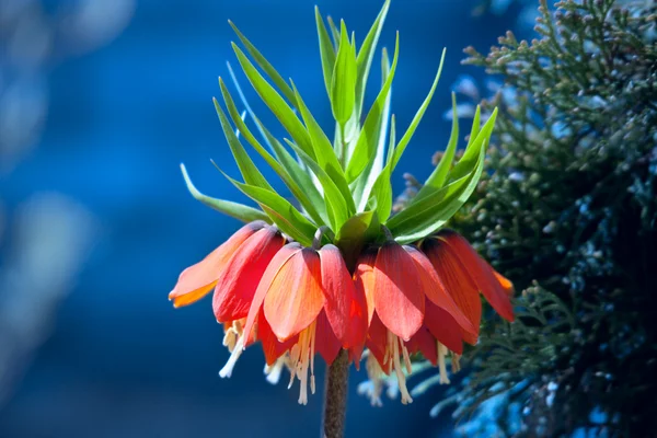 Couronne orange fleur impériale (Fritillaria imperialis ) — Photo