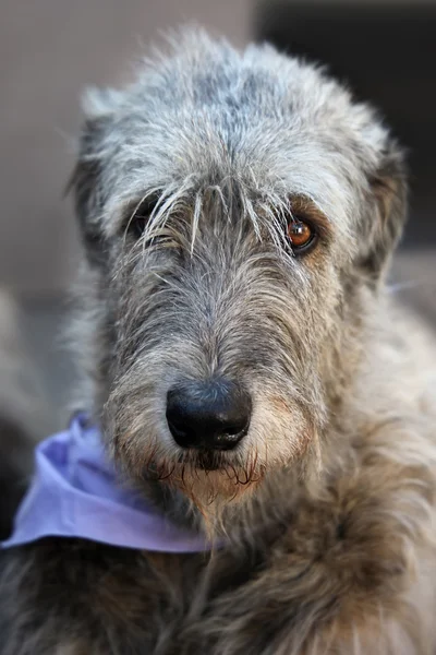 Portrait de Wolfhound irlandais — Photo