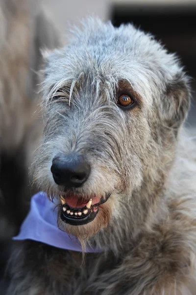 Ιρλανδικό wolfhound πορτρέτο — Φωτογραφία Αρχείου