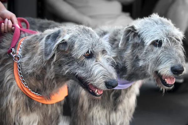 Két ír wolfhounds — стокове фото