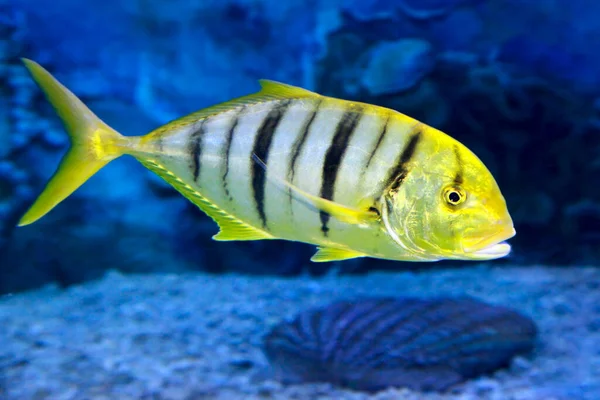 Zlatý Trevally Gnathanodon Speciosus Také Známý Jako Zlatá Ryba — Stock fotografie