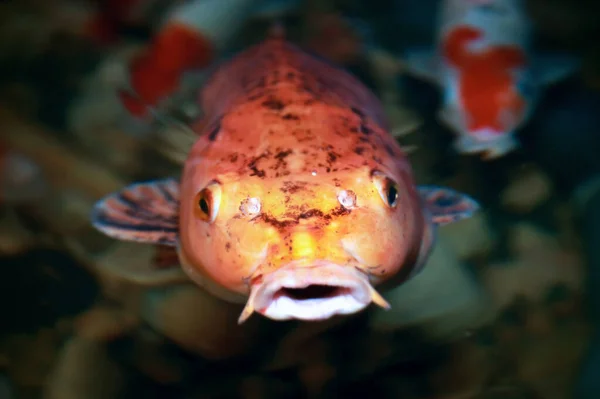 Kleurrijke Koi Vissen Moeten Gevoed Worden Koi Visvijver — Stockfoto