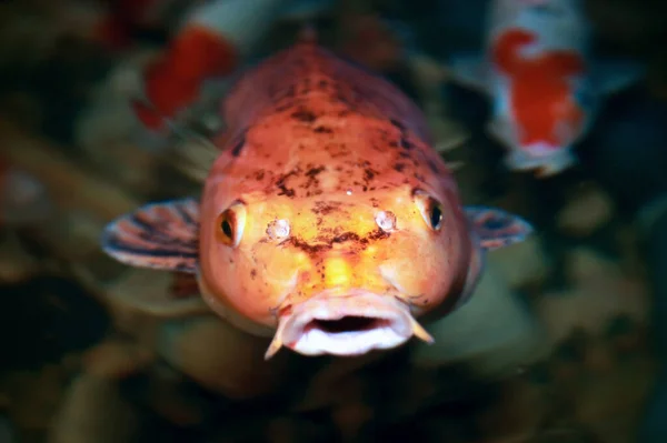 Les Poissons Koï Colorés Ont Besoin Nourriture Étang Poissons Koï — Photo