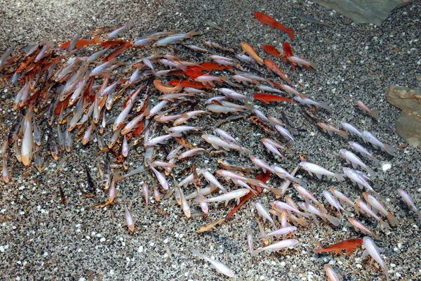 Een School Van Veelkleurige Koi Vissen Een Vijver Met Helder — Stockfoto