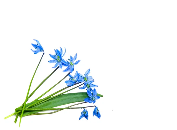 Scilla Siberica Blommor Vit Bakgrund För Fjäder Design Våren Bakgrund — Stockfoto