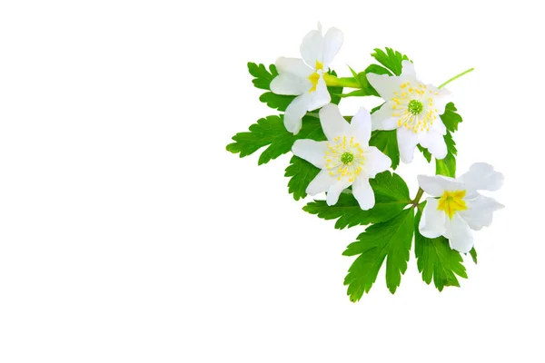 Flores Anémonas Madera Sobre Fondo Blanco Para Diseño Primaveral Fondo —  Fotos de Stock