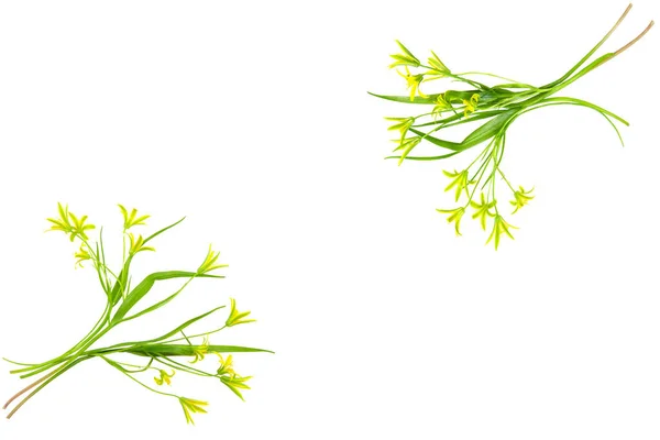 Żółte Gagea Lutea Kwiaty Pączek Liście Wiosennej Kompozycji Kwiatowej Izolowane — Zdjęcie stockowe