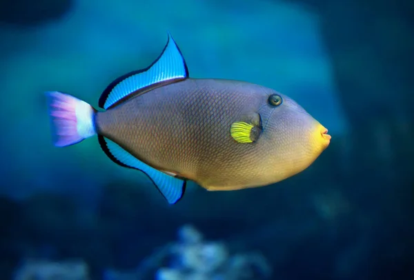 Pinktail Triggerfish Yellow Fins Melichthys Vidua Found Coral Reef — Stock Photo, Image