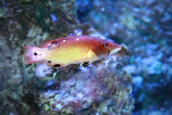 Diana Hogfish Bodianus Diana Coral Reef — Stock Photo, Image