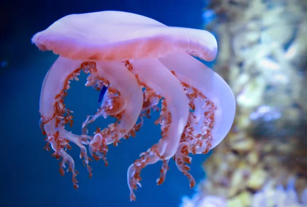 Cassiopea Medusa Capovolta Una Specie Presente Nelle Calde Acque Costiere — Foto Stock