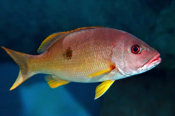 One Spot Snapper Fish Lutjanus Monostigma Underwater Indian Ocean — Stock Photo, Image