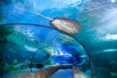 Moskova, Rusya - 1 Eylül 2021: Oceanarium, Moskova 'daki Okyanus Yerçekimi Akvaryumu' nda Cam Tünel.
